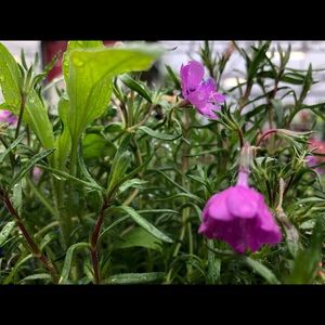 Meet your Posher, Alya